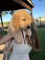 Rose, a female Golden Retriever for sale in Patterson, CA – 1 of 7
