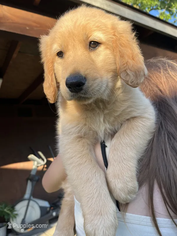 Rose – Golden Retriever puppy for sale in Patterson, CA