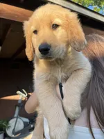 Rose, a female Golden Retriever for sale in Patterson, CA – 6 of 7
