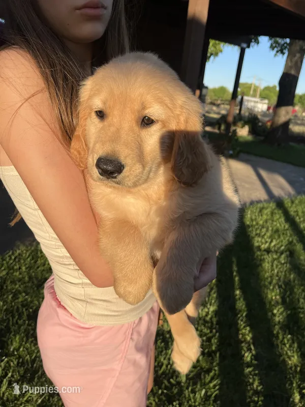 Rose – Golden Retriever puppy for sale in Patterson, CA