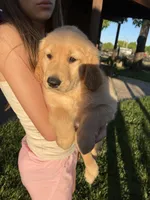 Rose, a female Golden Retriever for sale in Patterson, CA – 4 of 7