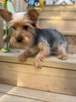 Mufasa, a male Yorkshire Terrier for sale in Milwaukee, WI – 4 of 5