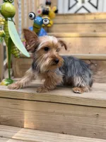 Mufasa, a male Yorkshire Terrier for sale in Milwaukee, WI – 3 of 5