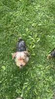 Simba, a male Yorkshire Terrier for sale in Milwaukee, WI – 4 of 6