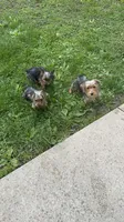 Simba, a male Yorkshire Terrier for sale in Milwaukee, WI – 5 of 6