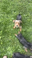Simba, a male Yorkshire Terrier for sale in Milwaukee, WI – 6 of 6