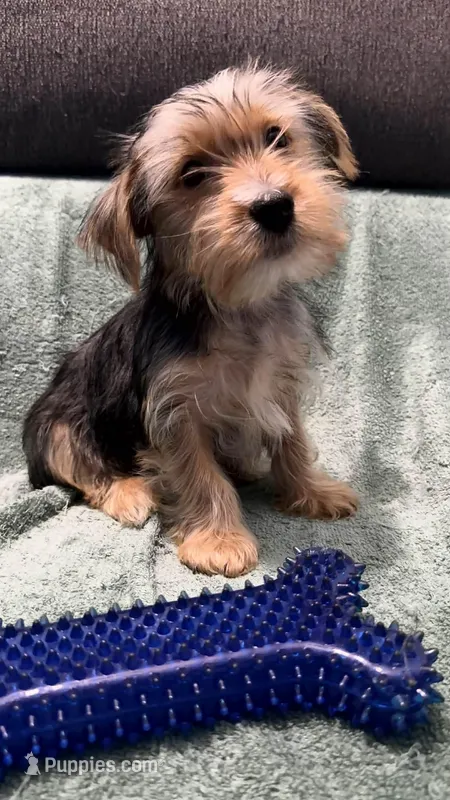 Simba – Yorkshire Terrier puppy for sale in Milwaukee, WI