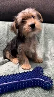 Simba, a male Yorkshire Terrier for sale in Milwaukee, WI – 2 of 6