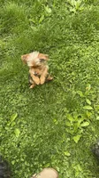 Simba, a male Yorkshire Terrier for sale in Milwaukee, WI – 3 of 6