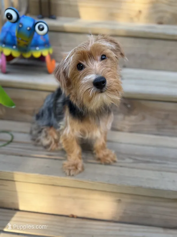 Simba – Yorkshire Terrier puppy for sale in Milwaukee, WI