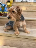 Simba, a male Yorkshire Terrier for sale in Milwaukee, WI – 2 of 7