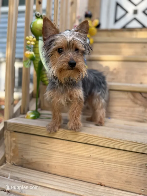 Snoppy – Yorkshire Terrier puppy for sale in Milwaukee, WI