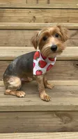 Simba, a male Yorkshire Terrier for sale in Milwaukee, WI – 1 of 10