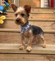 Mufasa, a male Yorkshire Terrier for sale in Milwaukee, WI – 1 of 5