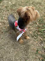 Simba, a male Yorkshire Terrier for sale in Milwaukee, WI – 3 of 10