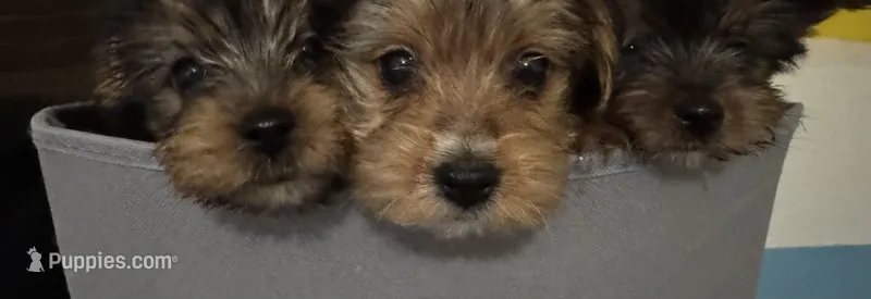 Snoppy – Yorkshire Terrier puppy for sale in Milwaukee, WI