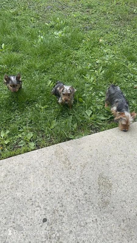 Snoppy, a male Yorkshire Terrier for sale in Milwaukee, WI – 1 of 2