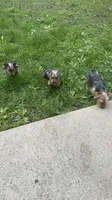 Snoppy, a male Yorkshire Terrier for sale in Milwaukee, WI – 4 of 5