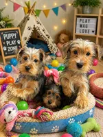 Snoppy, a male Yorkshire Terrier for sale in Milwaukee, WI – 3 of 5