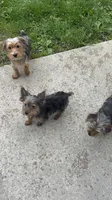 Snoppy, a male Yorkshire Terrier for sale in Milwaukee, WI – 5 of 5