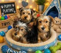 Snoppy, a male Yorkshire Terrier for sale in Milwaukee, WI – 2 of 5