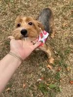 Simba, a male Yorkshire Terrier for sale in Milwaukee, WI – 2 of 10