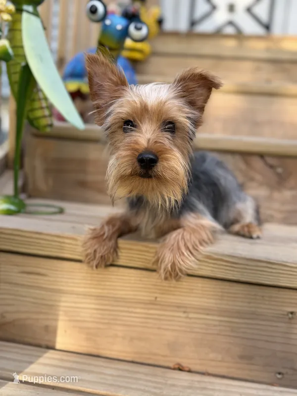 Mufasa – Yorkshire Terrier puppy for sale in Milwaukee, WI