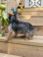 Mufasa, a male Yorkshire Terrier for sale in Milwaukee, WI – 5 of 5