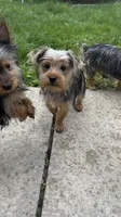 Mufasa, a male Yorkshire Terrier for sale in Milwaukee, WI – 2 of 2