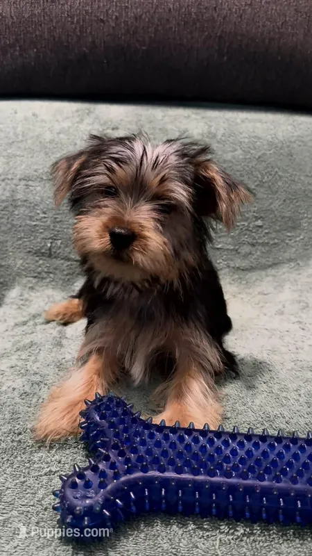 Mufasa – Yorkshire Terrier puppy for sale in Milwaukee, WI