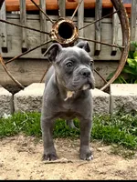 Betty, a female Olde English Bulldogge for sale in Stanchfield, MN – 3 of 10
