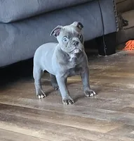 Betty, a female Olde English Bulldogge for sale in Stanchfield, MN – Photo 2 of 6