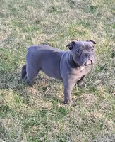 Betty, a female Olde English Bulldogge for sale in Stanchfield, MN – Photo 6 of 6
