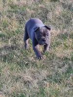 Betty, a female Olde English Bulldogge for sale in Stanchfield, MN – Photo 5 of 6