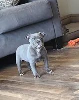 Betty, a female Olde English Bulldogge for sale in Stanchfield, MN – Photo 3 of 6