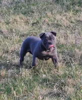 Betty, a female Olde English Bulldogge for sale in Stanchfield, MN – Photo 4 of 6