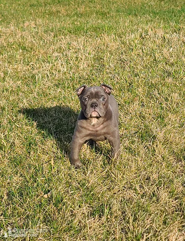 Betty – Olde English Bulldogge puppy for sale in Stanchfield, MN