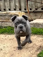 Betty, a female Olde English Bulldogge for sale in Stanchfield, MN – 4 of 10