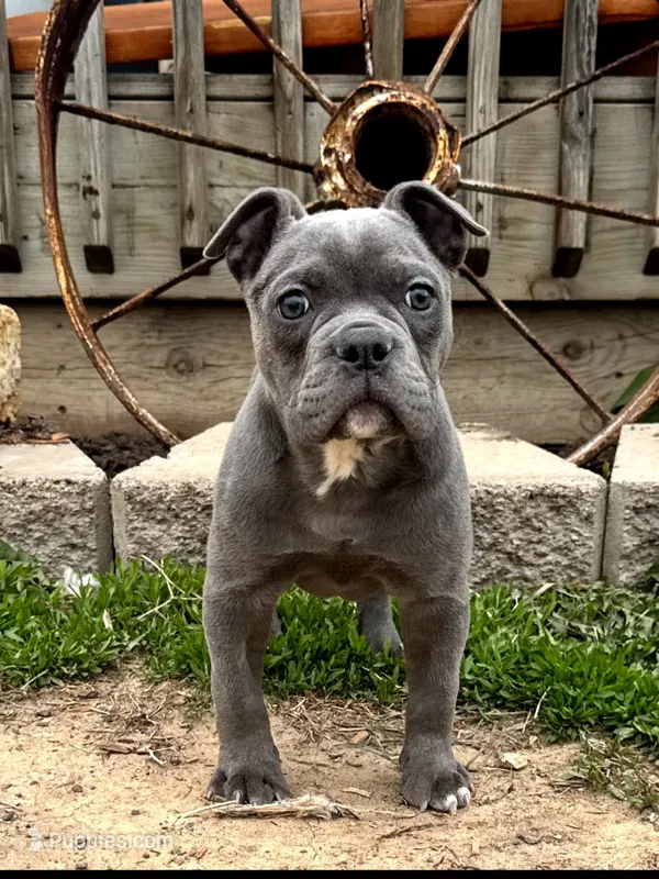 Betty – Olde English Bulldogge puppy for sale in Stanchfield, MN