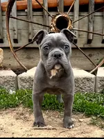 Betty, a female Olde English Bulldogge for sale in Stanchfield, MN – 1 of 10