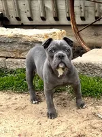 Betty, a female Olde English Bulldogge for sale in Stanchfield, MN – 2 of 10