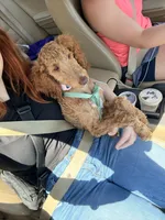 Annie, a female Poodle - Standard  for sale in Lexington, KY – 5 of 6