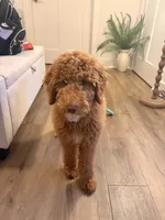 Annie, a female Poodle - Standard  for sale in Lexington, KY – 6 of 6