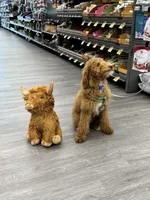 Annie, a female Poodle - Standard  for sale in Lexington, KY – 4 of 6
