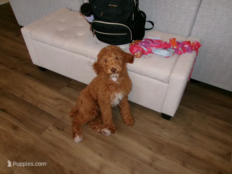Annie – Poodle - Standard  puppy for sale in Lexington, KY