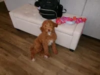 Annie, a female Poodle - Standard  for sale in Lexington, KY – 1 of 6