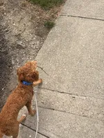 Annie, a female Poodle - Standard  for sale in Lexington, KY – 2 of 6
