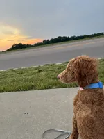 Annie, a female Poodle - Standard  for sale in Lexington, KY – 3 of 6