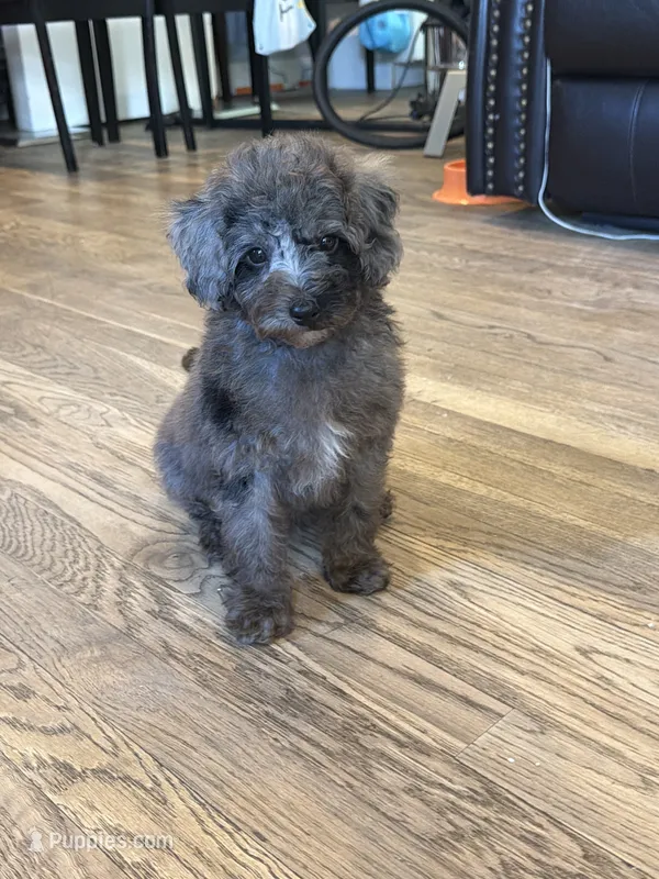 Oli  – Poodle - Miniature  puppy for sale in Hyattsville, MD