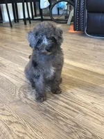 Oli , a male Poodle - Miniature  for sale in Hyattsville, MD – 1 of 2